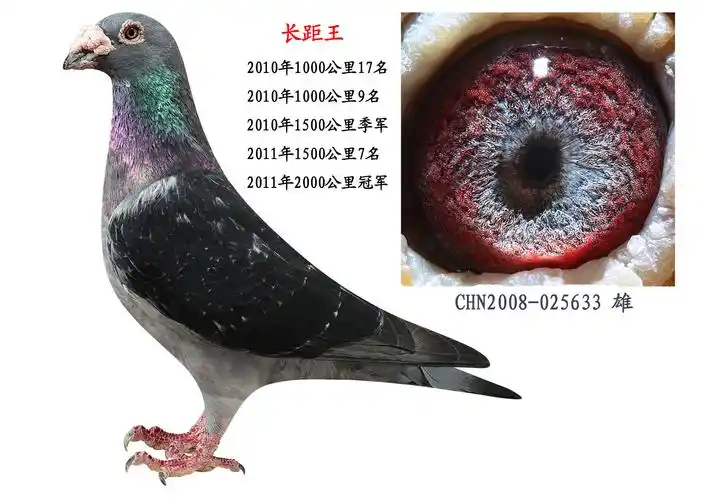 >> 查看拍卖商品