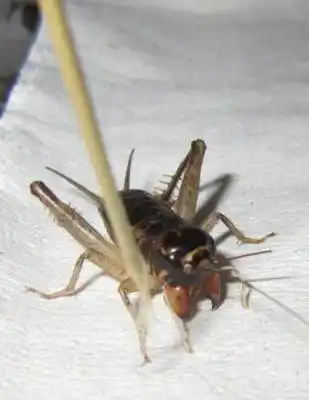 我心目中的虫王『紫大头』