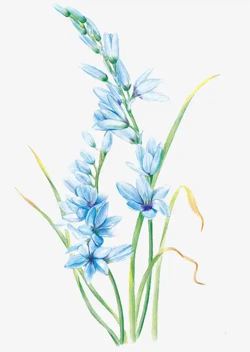 关键词 : 兰花,蓝色,手绘,植物,装饰[声明] 觅元素所有素材为用户免费