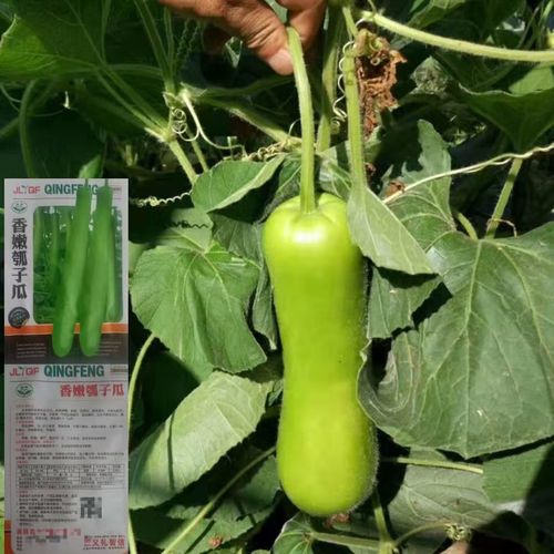 香嫩甜瓠瓜种子长瓢瓜蒲瓜肉厚味甜南北方四季蔬菜瓜果种子