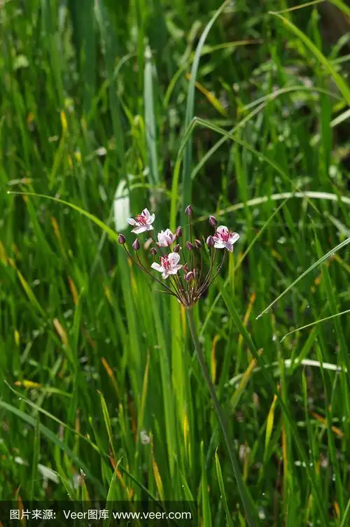 夏季开花的灯心草(灯心草