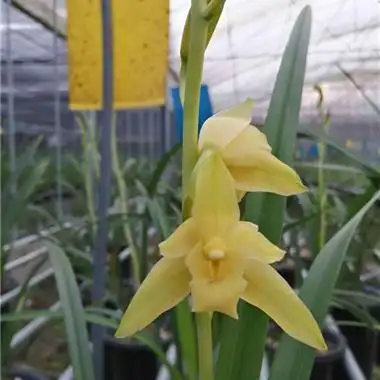 七彩神童 - 中国兰花交易网