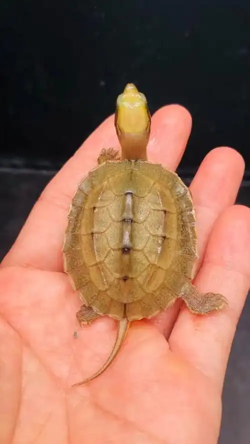 金钱龟海南西线大黄头苗(2),头黄颈黄红肉,欢迎大家加入一起交流与