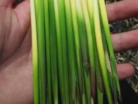 可以生吃的草,小时候把它当做零食吃,不知道你们还记得吗?