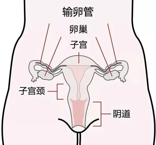 如果有一天子宫被切除会发生什么