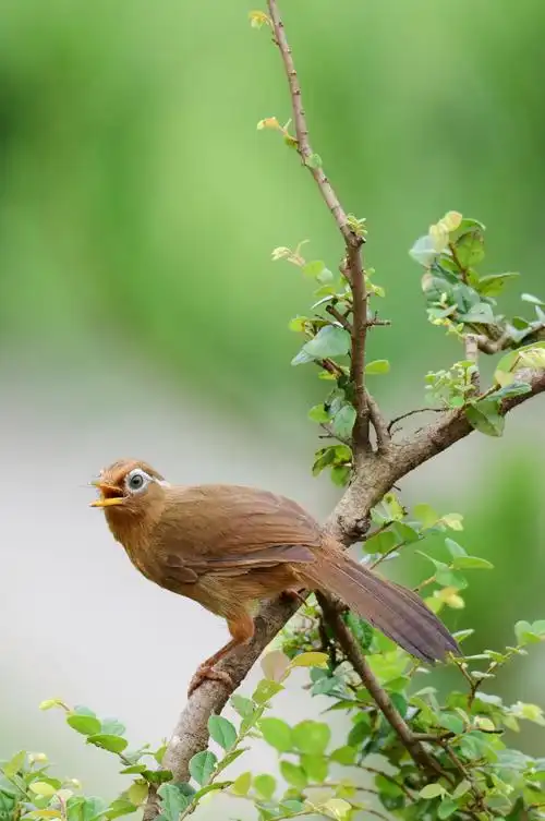 摄时:2021,夏 摄地:闽北乡下 鸟种:野生画眉