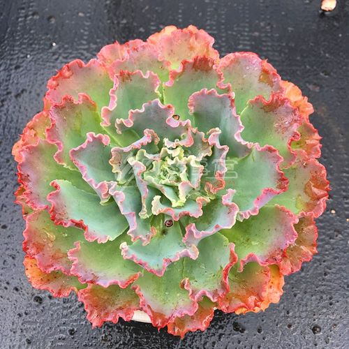 蓝狐满额包邮多含盆土发大颗高沙之包菜系列防辐射多肉植物