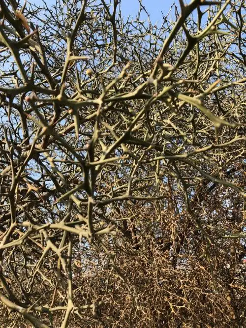 满身都是刺,枝头结果,果子干了闻之像柠檬.