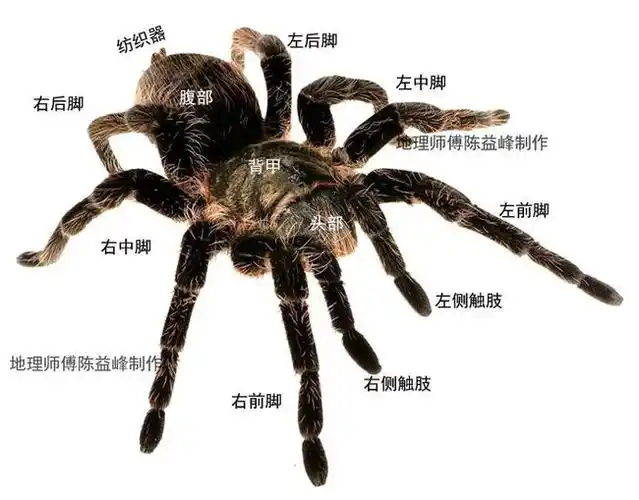 陈益峰明十三陵之德陵蜘蛛吐丝