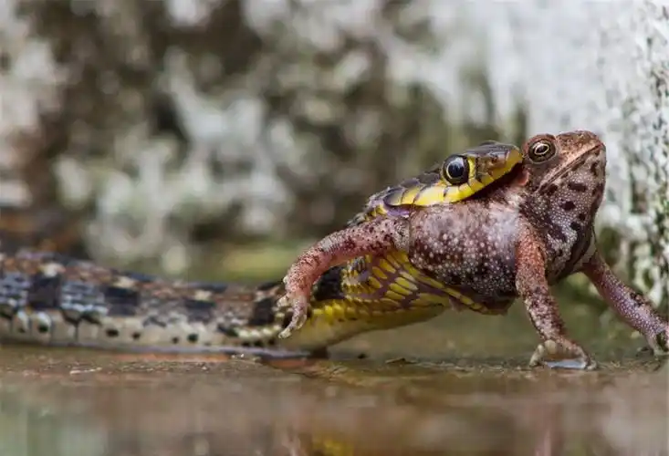 印度游蛇捕食青蛙瞬间