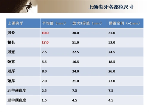 倍比雕刻上颌尖牙