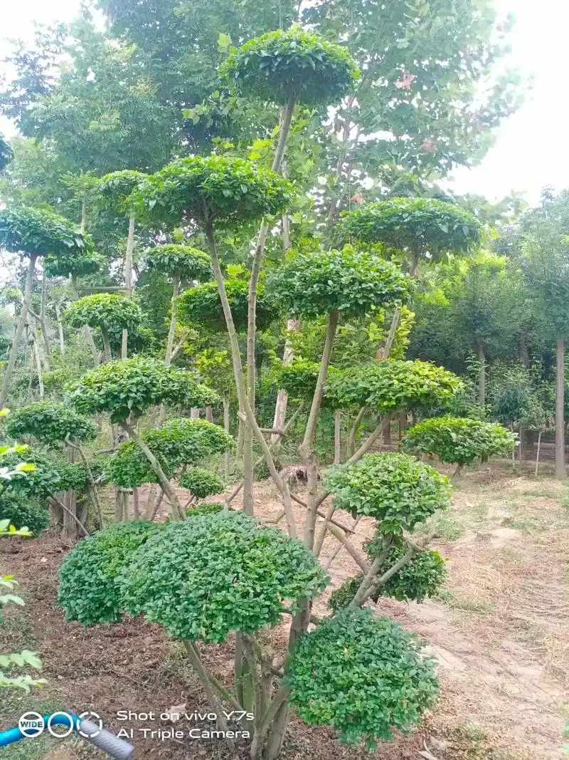 小叶女贞又叫小叶冬青,小叶水蜡树,米叶冬青等,木犀科女贞属. - 抖音