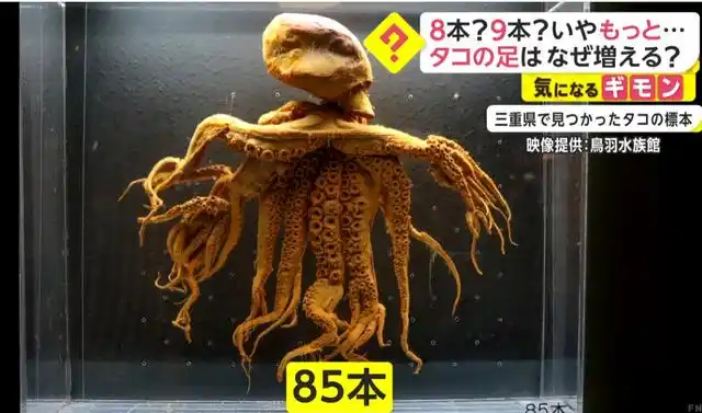 日本核废水的危害有多大?32条腿的章鱼,疑遭辐射变异