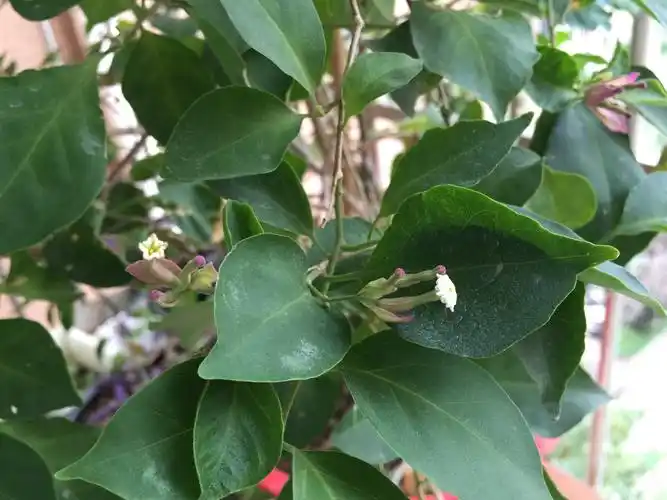 我的盆栽三角梅(叶子花)花朵好小