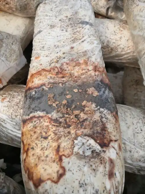 你好老师香菇传菌过程中出现绿霉菌怎么处理