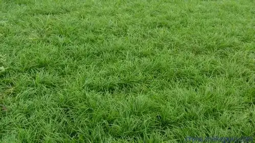 狗牙根 早熟禾 马尼拉草 马尼拉草坪 供应百慕达 草 高羊茅草坪 供应