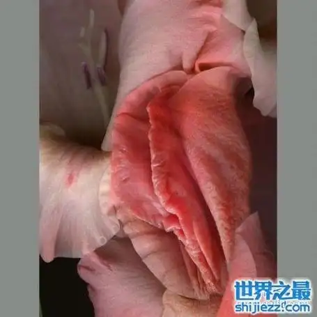 最真实的女人私长处啥样图片