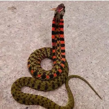 鸡冠蛇是否真是存在 长什么样图片