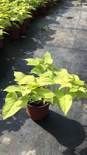 厦门市海沧区绿泽园艺场 - 美篇