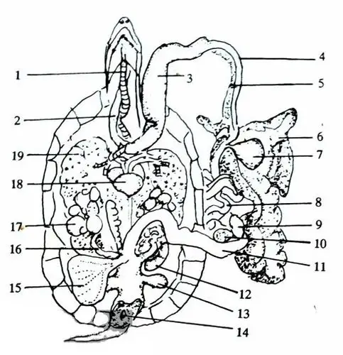 龟龟身体结构(内脏器官,骨骼构造,背甲腹甲)