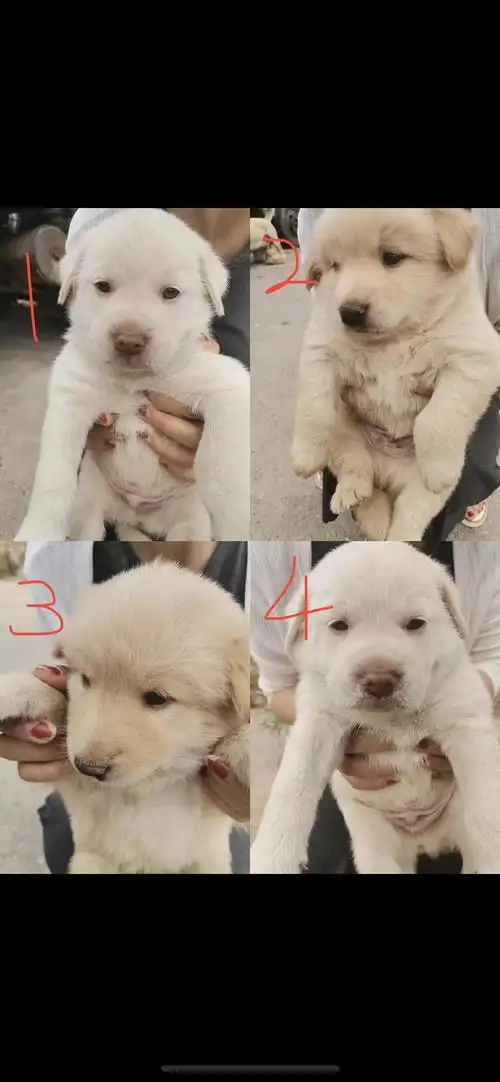 拉布拉多和金毛的串串找新家,无偿,坐标北京