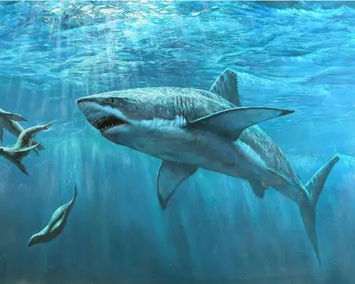 海洋中的鲨鱼 桌布 - 1280x1024
