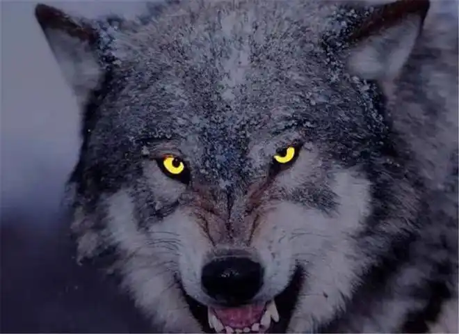 它是整个狼群的统帅,发出的嚎叫声低沉,粗糙和恐怖,在表达愤怒的同时