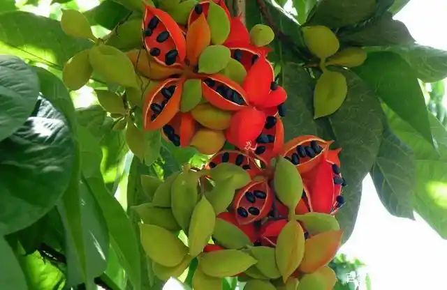 农村俗称"苹婆果",以为有毒不敢吃,其实很多人都误会它了