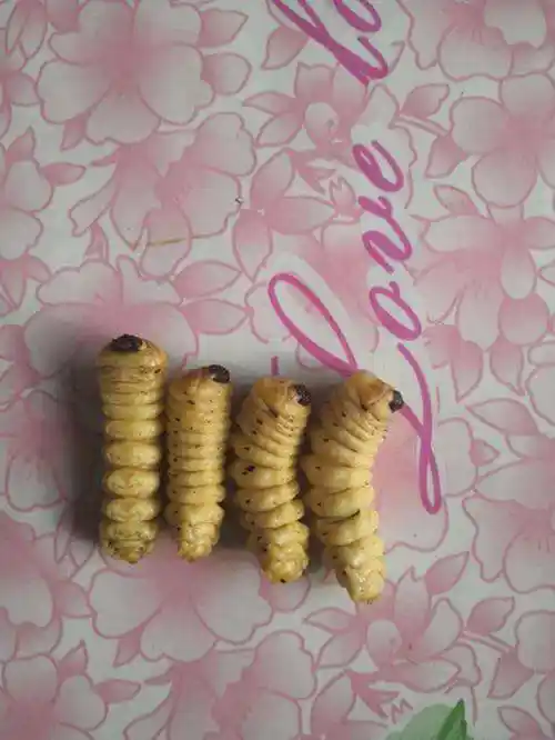 这种东西长约几厘米,附在柞木的树根上,小时候很常见,我们经常抠出来