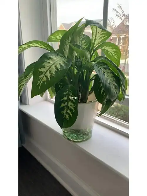 水培花叶万年青