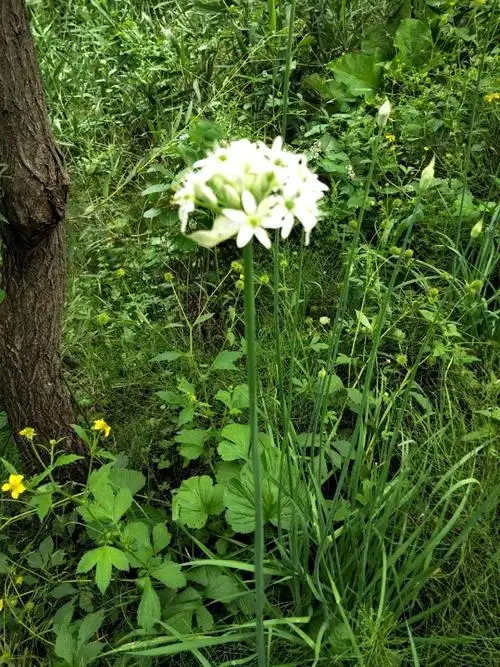 日月峡中草药(1096)--山韭菜3
