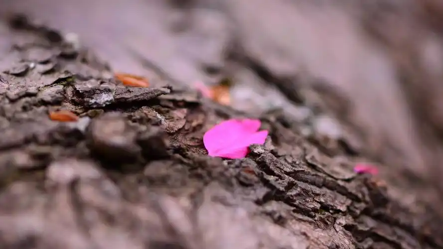 其它,落花,花瓣,落花独悲伤壁纸