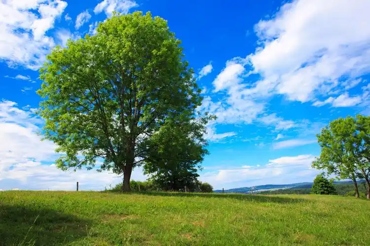 树木图片大全-树木高清图片下载-第24页-觅知网