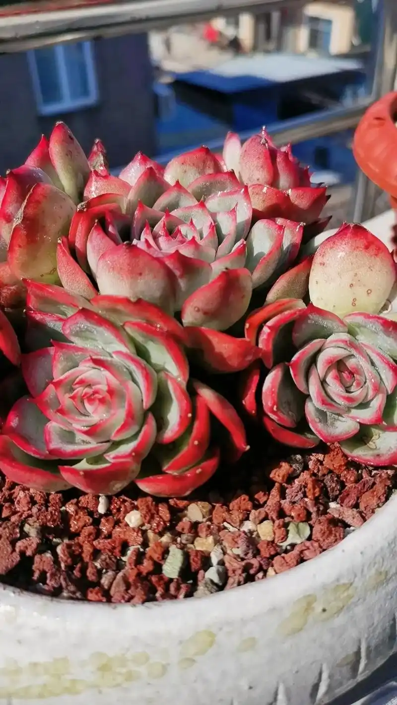 法兰西玫瑰 #多肉 #让喜欢的事成为生活 #愿所有的美好和期 - 抖音