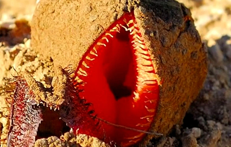 盘点几个世界上奇怪的植物有萌萌的有恐怖的