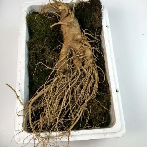单支100g//新鲜大人参 山地参人叁长白山特大泡酒参大个带土鲜参