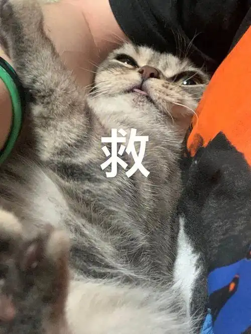 小猫在线求救