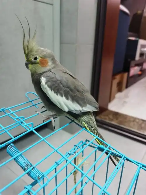 这只原始灰是公还是母