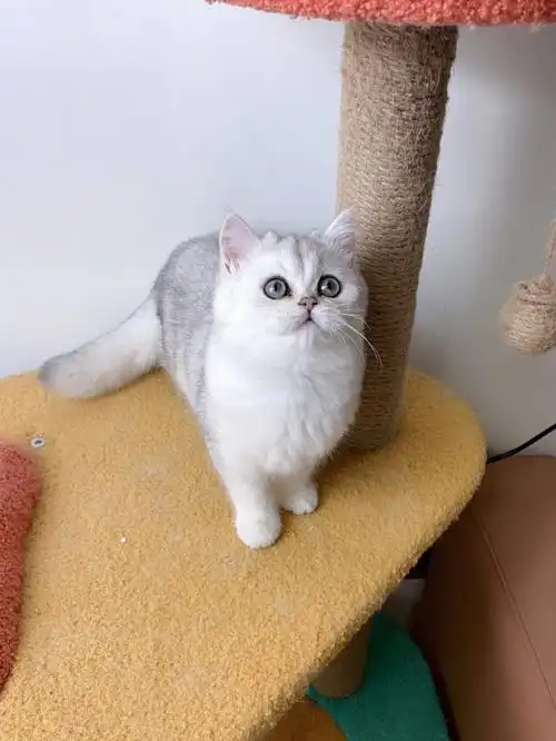 银渐层妹妹的变化