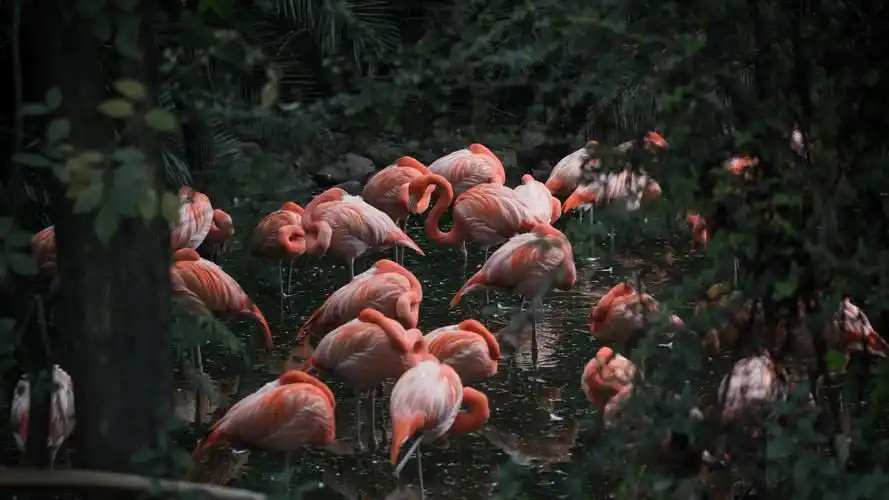 鸟 动物壁纸【3】(风景静态壁纸) - 静态壁纸下载 - 元气壁纸