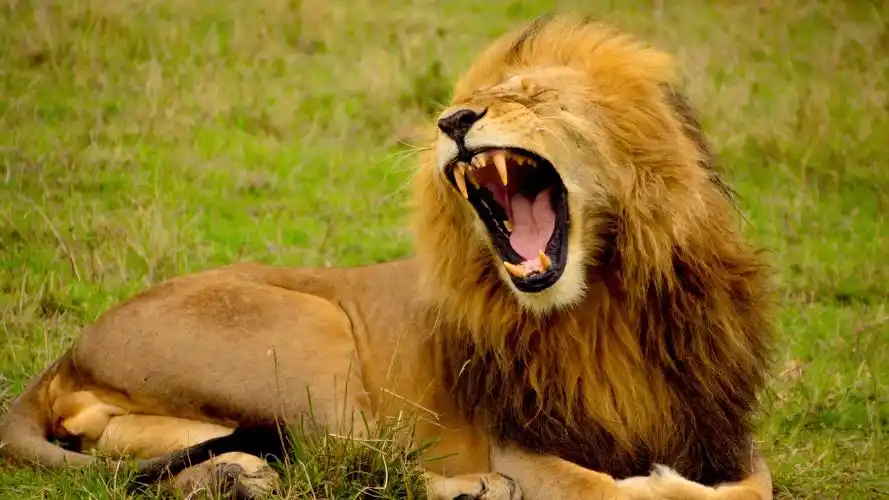 狮子壁纸【128】