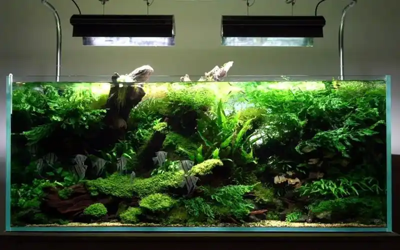 水下森林,大神比赛专用1.5米神仙水草缸