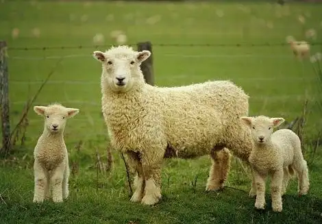 桐乡【4%种羊预混料】易产双羔羊