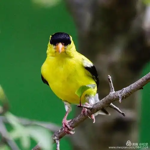 很漂亮的小黄鸟
