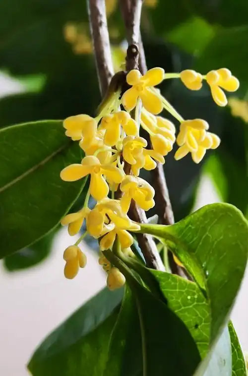 桂花诗歌4首,不同品种的桂花照片100张