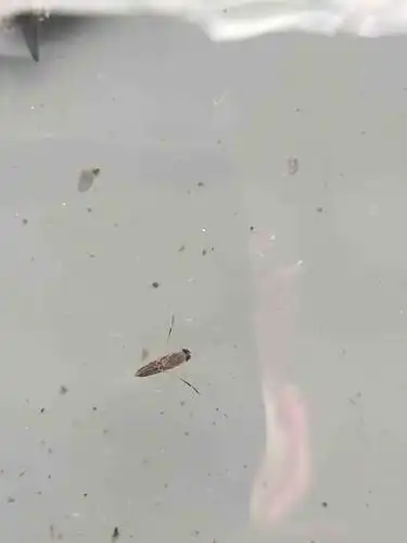 这种常见的虫子叫什么?生活在水里,很常见就不知舍学名,见图.