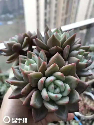 白夜香槟2十(15.8)多肉植物