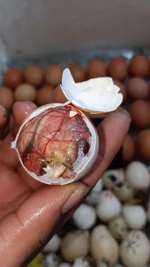 孵化21天的小鸡