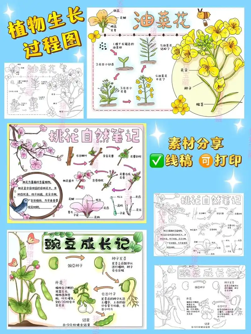 植物生长日记|豌豆生长手抄报 桃花油菜花.油菜花生长过程图手 - 抖音