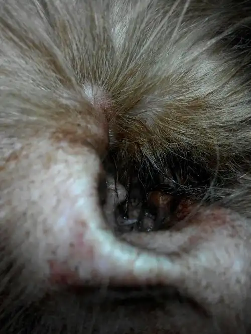 我家狗耳朵里是这样的,抹了一种红色的驱螨液就这样了,怎么办?